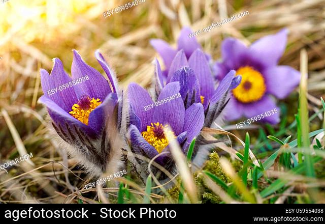Macro closeup - sepals clearly visible - violet purple pasque flower Pulsatilla grandis , on dry grass, afternoon sun shining in background