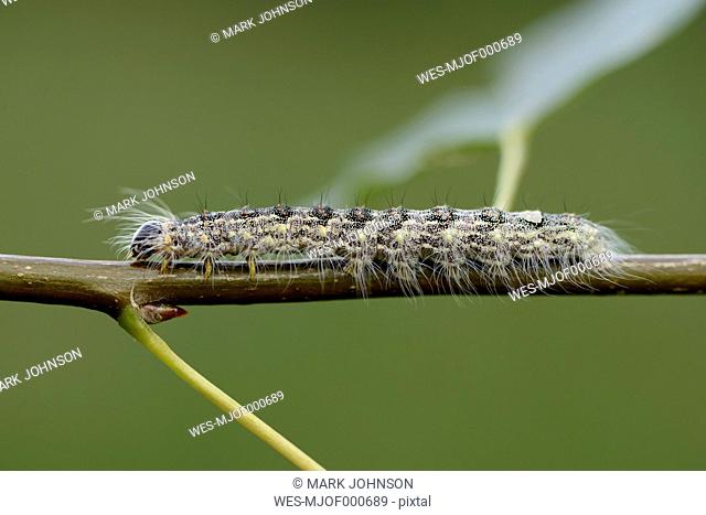 Caterpillar of Poplar Grey, Acronicta megacephala, on a twig