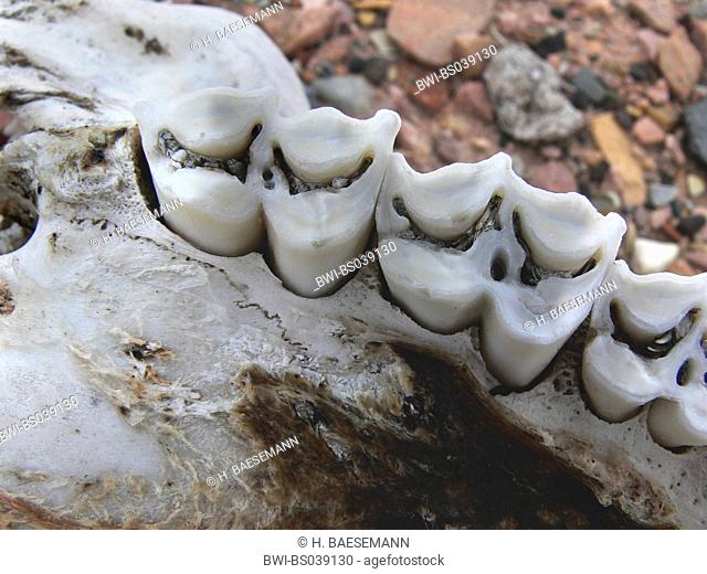 Muskox (Ovibos moschatus), skull with teeth, Canada, Nunavut, King Point