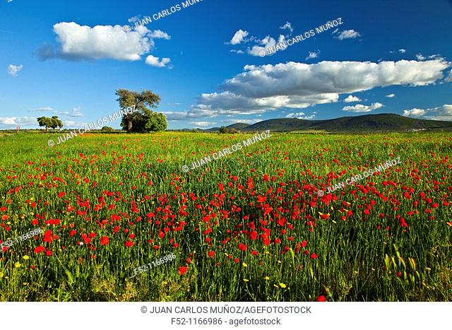 Poppies in a meadow, La Serena, Badajoz, Extremadura, Spain