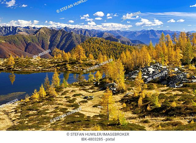 Larches (Larix) in autumn colour at the Laghetto dei Salei, Onsernone valley, Canton Ticino, Switzerland