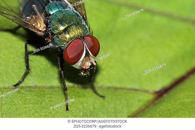 Blue bottle fly, Calliphora vomitoria, Lalbagh, Bangalore, Karnataka, India