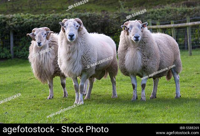 Domestic Sheep, Improved Welsh Mountain rams, three standing in pasture, Welshpool, Powys, Wales, United Kingdom, Europe