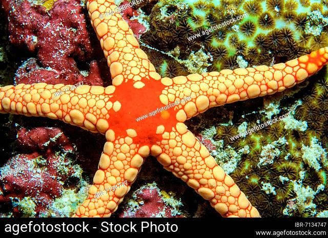 Necklace Sea Star (Fromia monilis), Variant yellow, Indian Ocean, Maldives, Asia