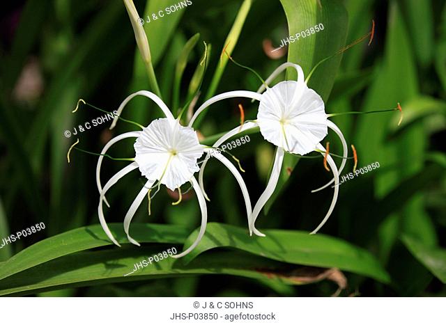 Spider Lily, Hymenocallis occidentalis, Kota Kinabalu, Borneo, Sabah, Malysia, Asia, blooming