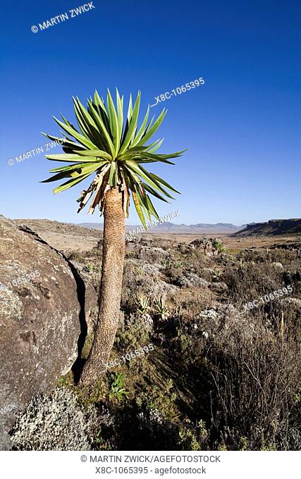 Giant Loebelia Lobelia rhynchopetalum in the Bale Mountains of Ethiopia  Giant Lobelias are typical and very often endemic to the high mountains and plateaus of...
