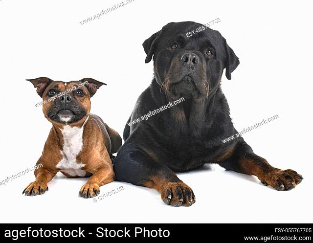 staffordshire bull terrier and rottweiler in front of white background