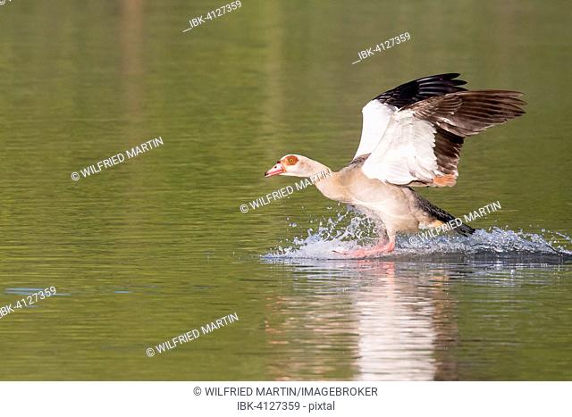 Egyptian Goose (Alopochen aegyptiacus) landing in the water, Hesse, Germany