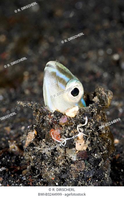 snake blenny (Leptoclinus maculatus), looking out of its tube built of soil and little stones, Lembeh Strait, North Sulawesi, Indonesia, Sulawesi