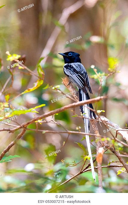 Beautiful colored Madagascar bird, Paradise-flycatcher black version, Terpsiphone mutata. Ankarafantsika National Park, Madagascar wildlife and wilderness