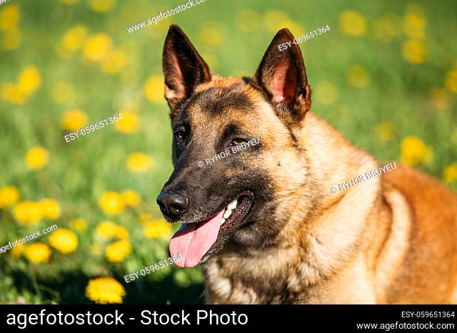 Close Up Of Malinois Dog. Belgian Shepherd Dog Resting In Green Grass