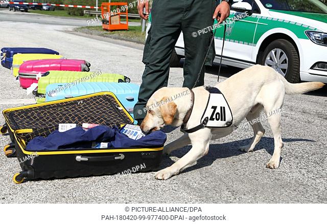 20 April 2018, Germany, Bremerhaven: Customs officer Toni Singer and tracking dog Bo search for drugs hidden in luggages