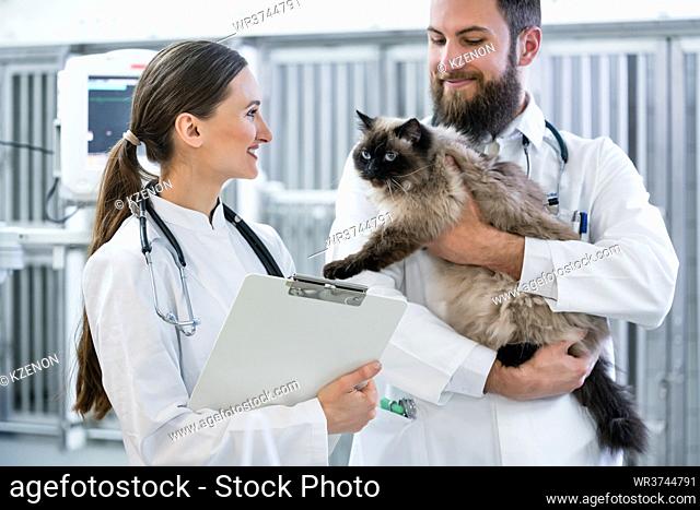 Veterinarian doctors in pet clinic ICU holding cat patient in their arms