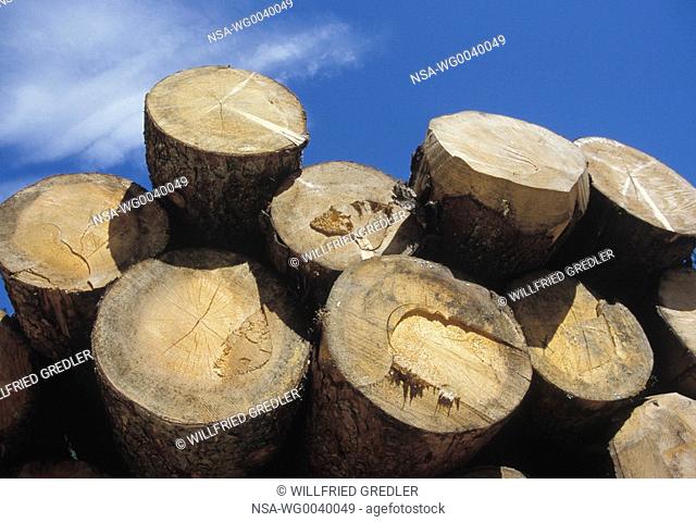 Round trunks in the sawmill