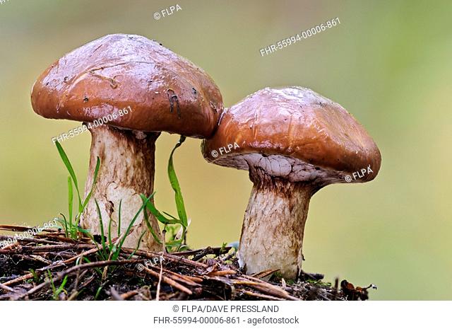 Slippery Jack (Suillus luteus) two fruiting bodies, Clumber Park, Nottinghamshire, England, October