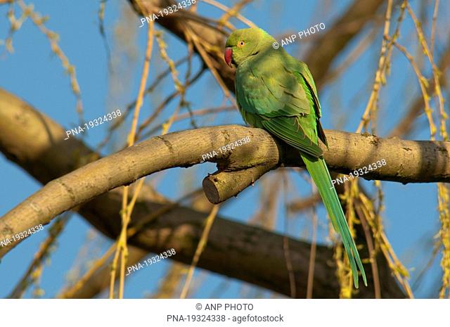 Rose-ringed Parakeet Psittacula krameri - Burgemeester In het Veldpark, Zaandam, Zaanstreek, North Holland, The Netherlands, Holland, Europe