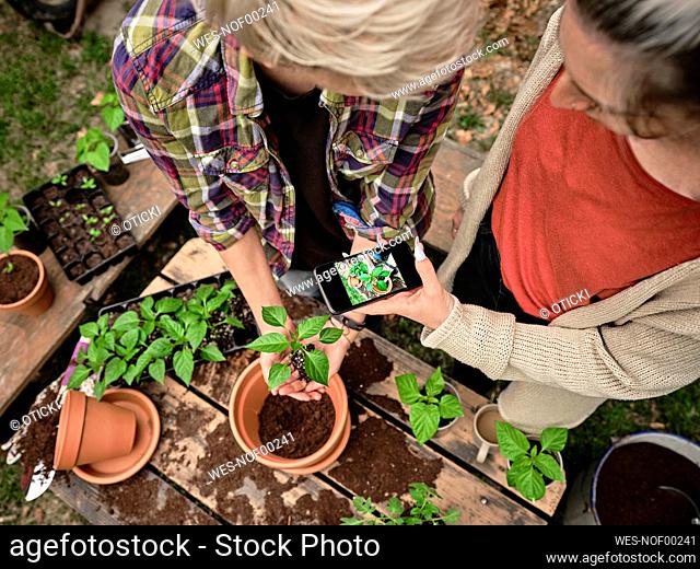 Woman photographing while female friend planting at backyard