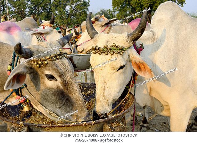 India, Bihar, Patna region, Sonepur livestock fair, Cattle market, Foto de  Stock, Imagen Derechos Protegidos Pic. V58-2074008 | agefotostock