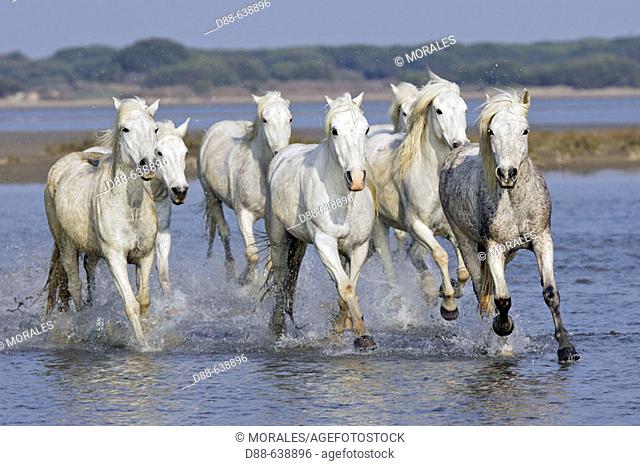 Camargue horses. Saintes Maries de la Mer. Bouches du Rhone. Camargue. France