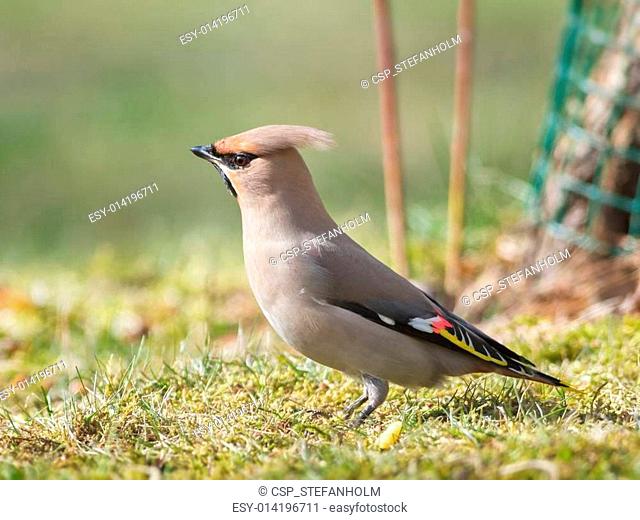 Bohemian Waxwing on grass looking for food