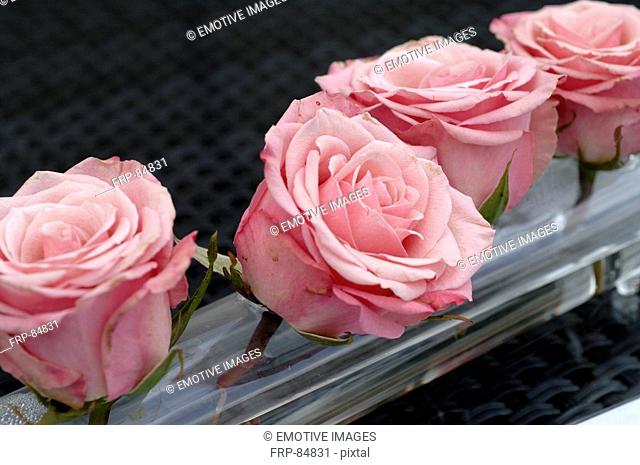 Damask rose roses