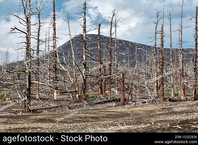 Bare trees in Dead Forest or Dead Wood in Tolbachik Volcano lava field, lifeless desert volcanic landscape of Kamchatka Peninsula