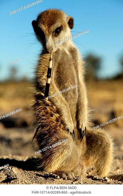 Meerkat Suricata suricatta adult, with porcupine quill stuck in side, Kalahari Meerkat Project, Kuruman River Reserve, Kalahari Desert, Northern Cape