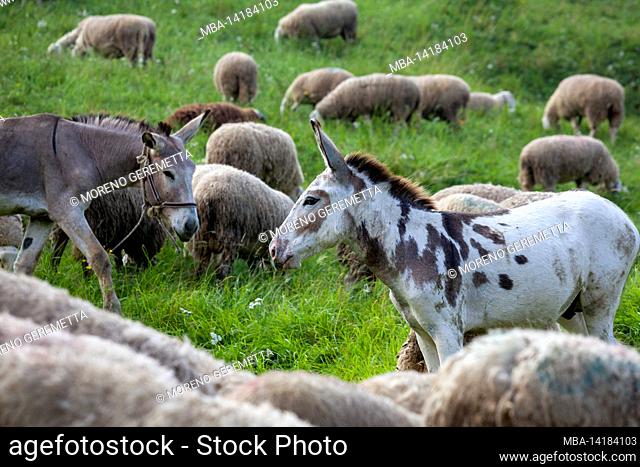 Italy, Veneto, province of Belluno, municipality of Seren del Grappa, flock of sheep and donkeys on the pastures of Malga Bocchette, Monte Grappa