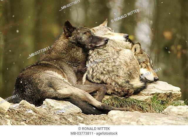 Forest, rocks, gray wolves, Canis,  lupus, sleeping  Nature, wildlife, animals, mammals, wild animals, carnivores, wild dogs, wolves, Canidae, whole bodies