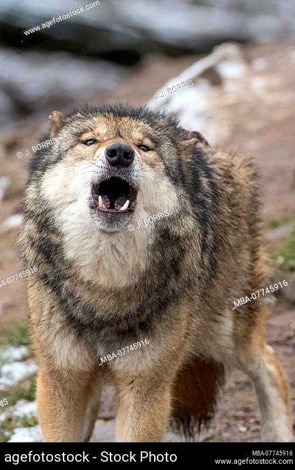 European wolf, Canis lupus