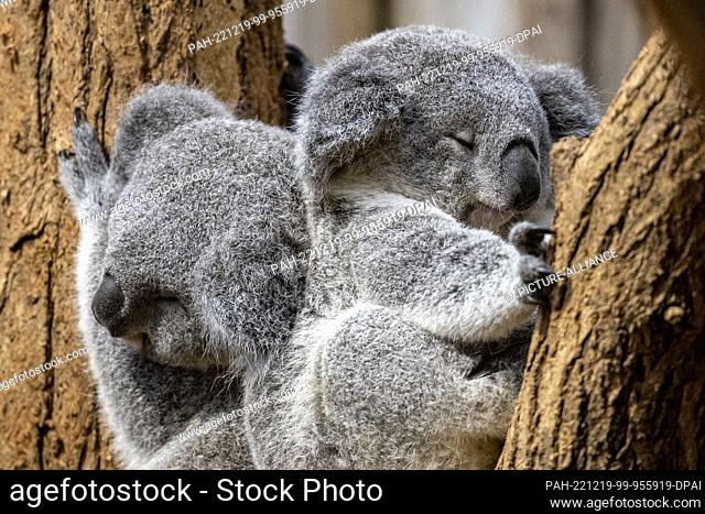 19 December 2022, North Rhine-Westphalia, Duisburg: Two young koalas lie together in a branch fork, female Yunga on the left, male Erlinga on the right