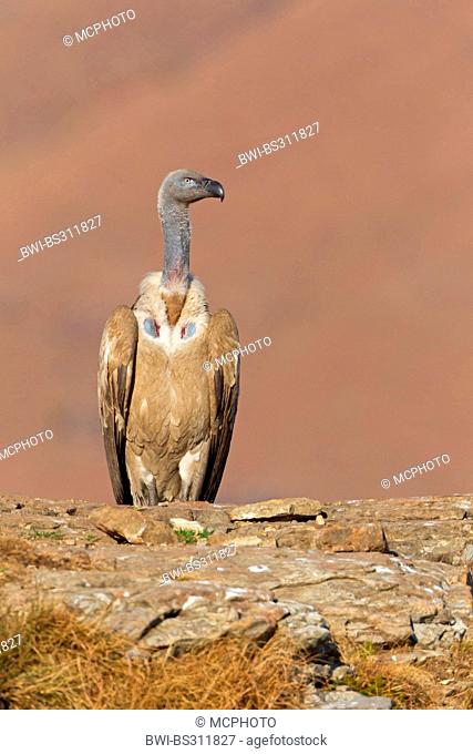 Cape vulture (Gyps coprotheres), sitting on a rock spur, South Africa, Kwazulu-Natal
