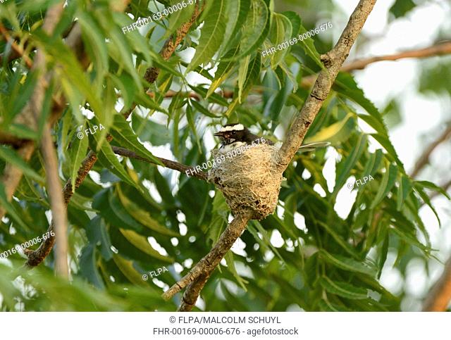 White-browed Fantail (Rhipidura aureola) adult, sitting on nest, Yala N.P., Sri Lanka, March