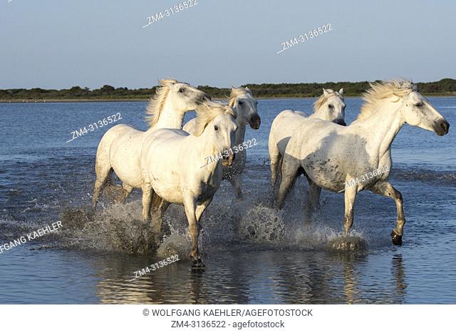 Camargue horses running through the water of a lagoon in the Camargue in southern France