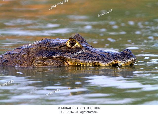 Brazil, Mato Grosso, Pantanal area, Spectacled caiman Caiman crocodilus