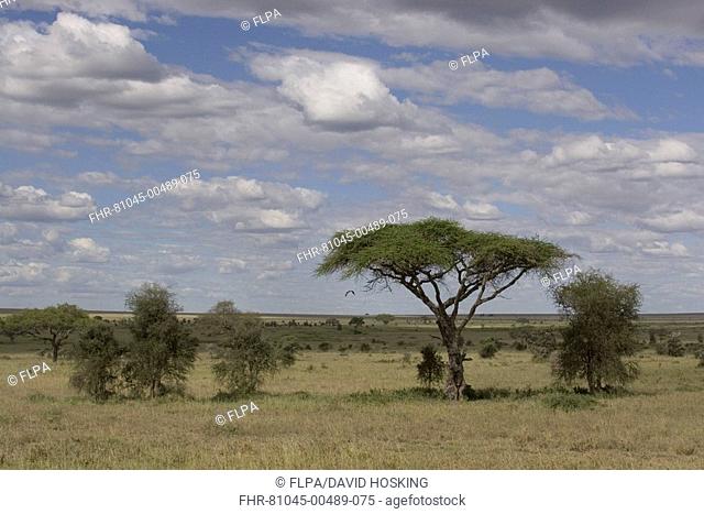 Savannah , acacia trees, landscape, sky, clouds, Serengeti, Tanzania, Africa
