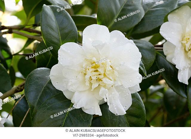 Camellia japonica 'Surpasse Nobilissima' (BEL) 1886