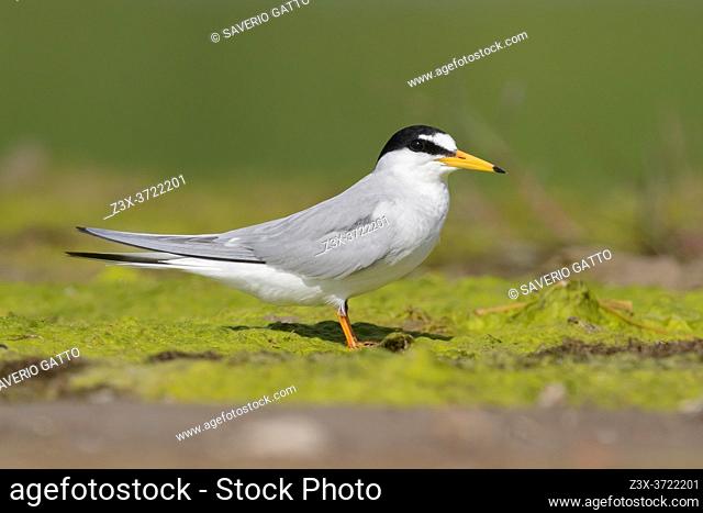 Little Tern (Sternula albifrons), side view of an adult standing on the ground, Campania, Italy