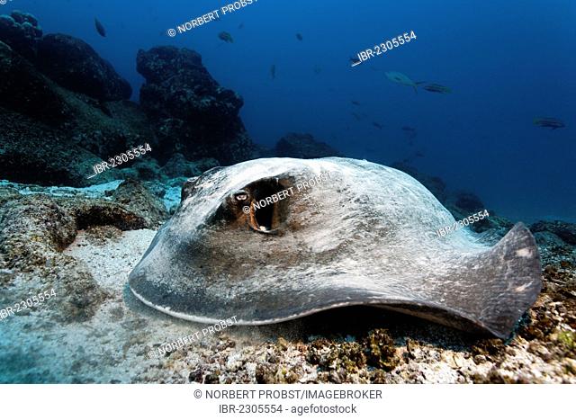 Diamond stingray (Dasyatis brevis), lying on sandy seafloor with coral rubble, Punta Cormorant, Floreana Island, Galápagos Islands