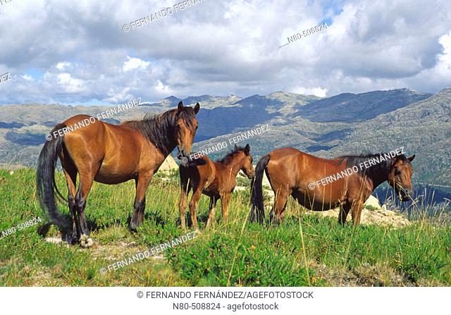 Horses in the meadow. Garranos. Baixa Limia-Serra do Xurés Natural Park. Orense province, Galicia, Spain
