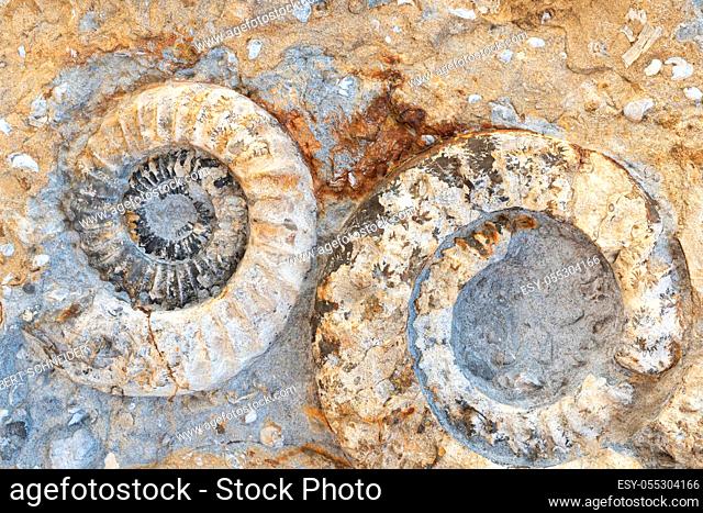 Two fossilized ammonites in closeup - fossils of geology