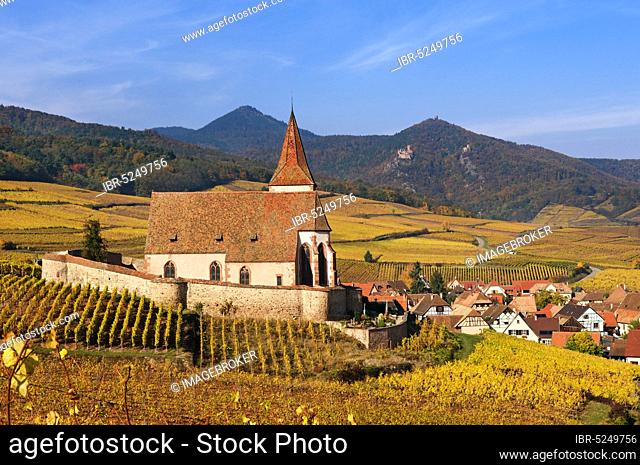 Autumn vineyards around the church of Hunawihr, Alsace, France, Europe