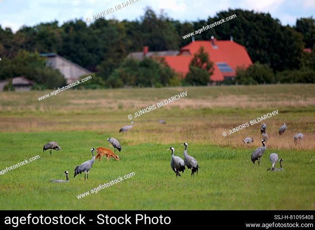 Roe Deer (Capreolus capreolus) and flock of European Cranes (Grus grus) on a meadow. Germany