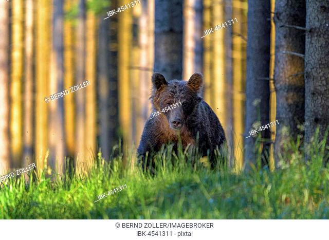 Brown bear (Ursus arctos), running through grass in spruce high forest, evening light, Malá Fatra, Little Fatra, Slovakia