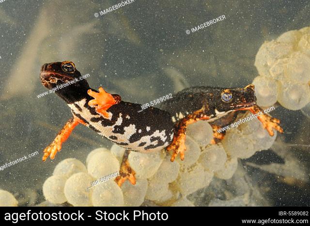 Spectacled salamander (Salamandrina perspicillata), Northern Spectacled Salamander, Amphibians, Other animals, Salamanders, Animals