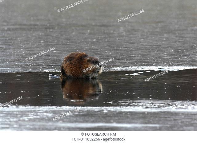 adult muskrat sitting some ice open spot frozen