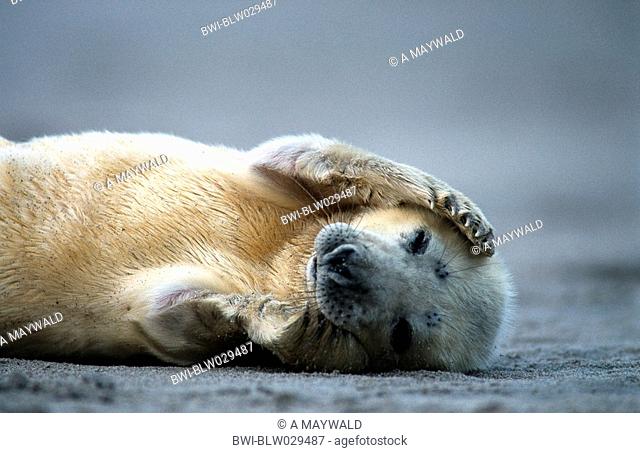gray seal Halichoerus grypus, calf, Germany