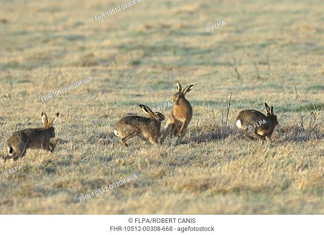 European Hare Lepus europaeus four adults, chasing on frosty field, Elmley Marshes, Isle of Sheppey, Kent, England, february