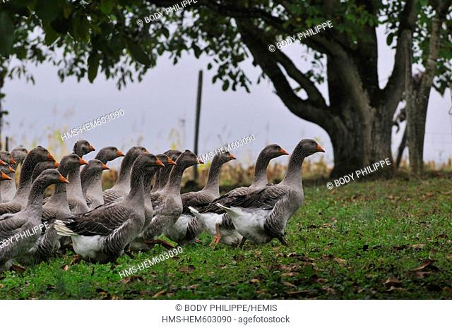France, Dordogne, Perigord Noir, Tursac, flock of geese in the lashes of Montfort