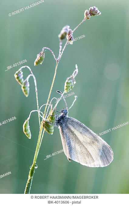 Wood White butterfly (Leptidea sinapis)